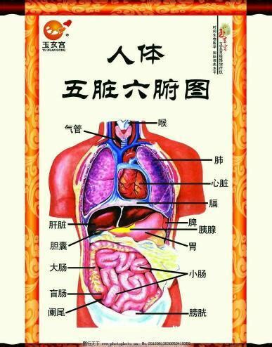 女胃位置|人体图五脏的位置图分布图 (人体结构解剖图)